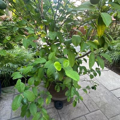 Plants