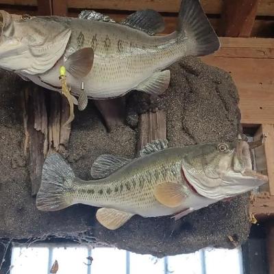 Fish Taxidermy Mount – 32" x 30"