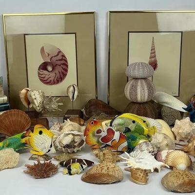 Shell Collector’s Dream