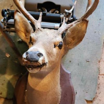 2nd Whitetail Buck mount