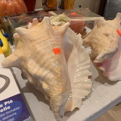 Conch Shell