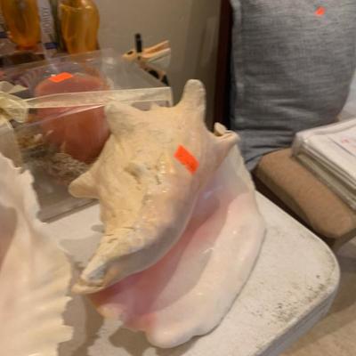 Conch Shell