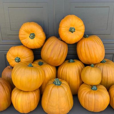 Pumpkin Pile