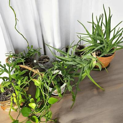 Live Plants: Mature Aloe, Jade, Christmas Cactus & Mote 