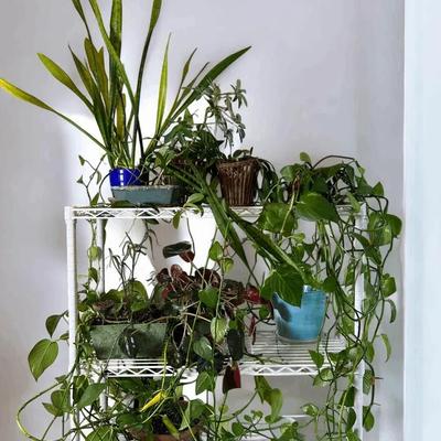 Live Plants - Snake Plant, Pothos, Christmas Cactus, More