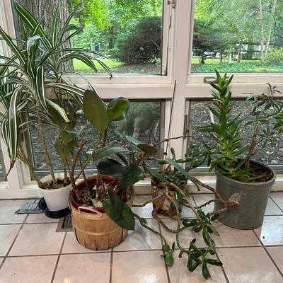 Live Plants - Jade Plant, Ficus, Aloe Plant, & Umbrella Tree