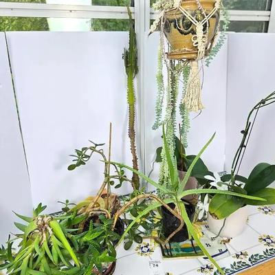 Live Plants: Monkey Tail Cactus, Euphorbia, Jade, Aloe & More