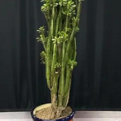 African Milk Tree In Talavera Pot