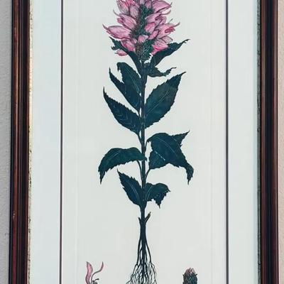 Vintage,Etching  "Turtle Head" by Mitra (1987)