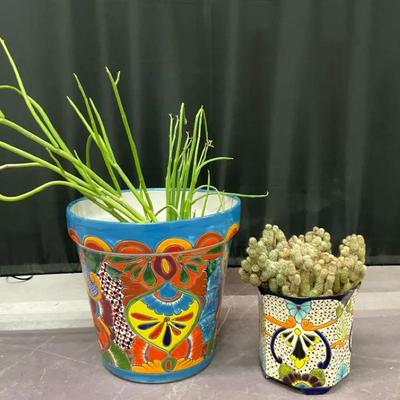 Pencil Cactus & Lady Finger Cactus In Talavera Pots