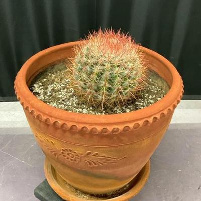 Fire Barrel Cactus In Terra-cotta Pot