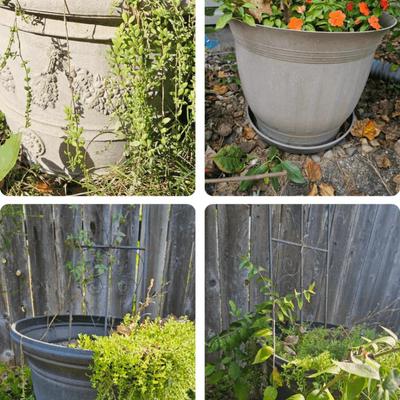 Assorted Pots & Trellis