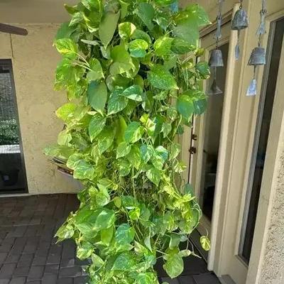 Pothos Plant (58 Inches)