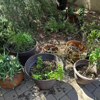 Aloe Vera, Basil, Mint, Chives, And Three Other Potted Plants