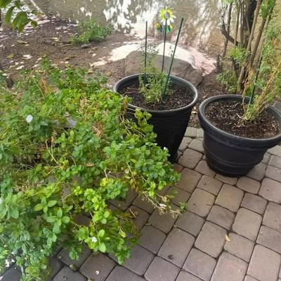 Large Vinca Plant And 2 Snap Dragons 