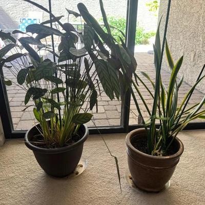 Real Live Plants (2) 