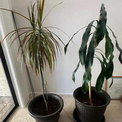 Tall House Plants (Corn Plant And Another Beauty) 