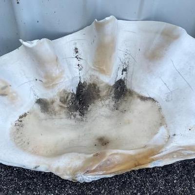 Pacific 18" Giant Clam Shell