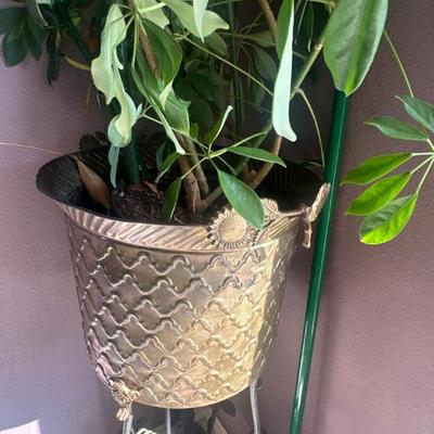 Plants