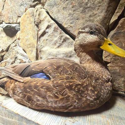 Black Duck Taxidermy 