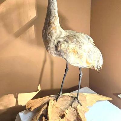 Taxidermy Crane Waterbird On Driftwood 