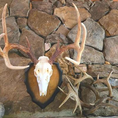 Mounted Deer Skull & Antlers Displays