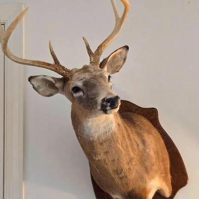 Taxidermy Buck Deer Wall Mount #1