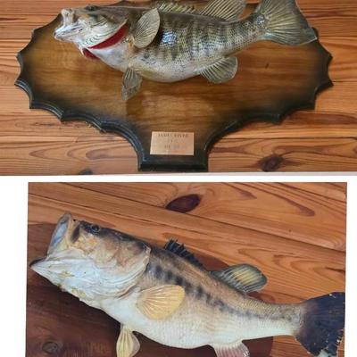 2 Taxidermy Large Mouth Bass Fish
