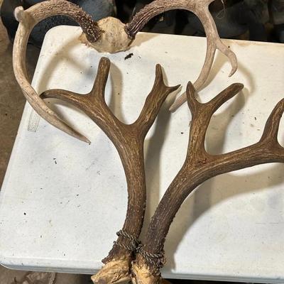 2 Pair Of Antlers 