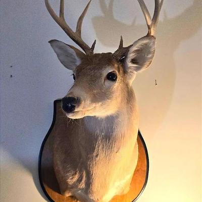 Taxidermy Buck Deer Wall Mount #2