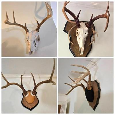 Mounted Deer Skulls & Antlers