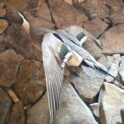 Pin Tail Duck Taxidermy Mount