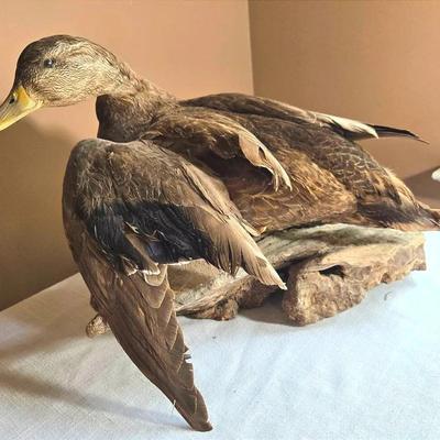 Taxidermy Wild Duck On Driftwood 