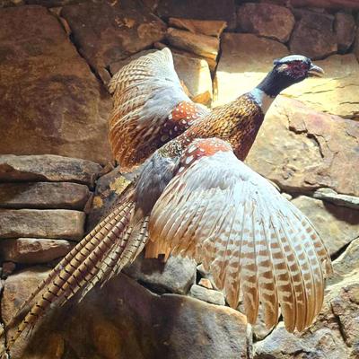 Taxidermy Ring Neck Pheasant Mount