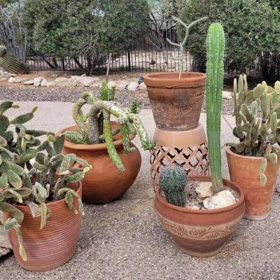 Five Pots Of Cacti