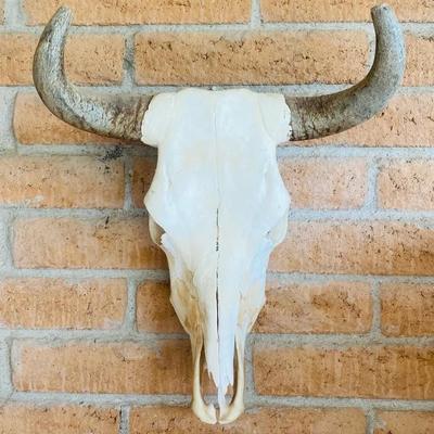 Cow Skull