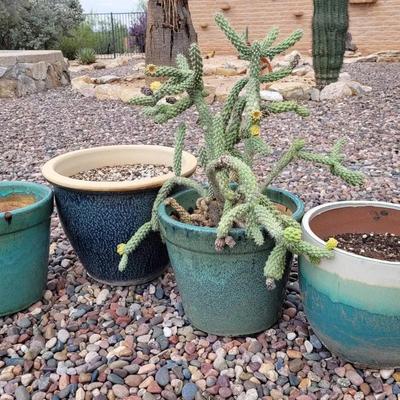 Green & Teal Pots