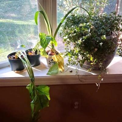 Various Plants With Planters 