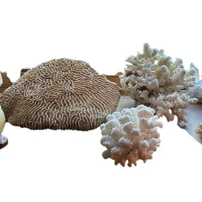 Assortment Of Coral Pieces