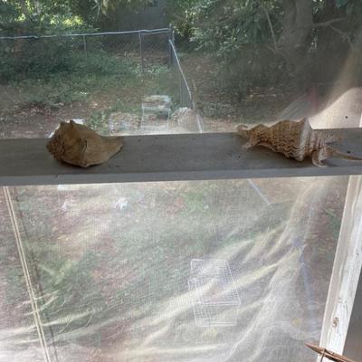 2 large shells