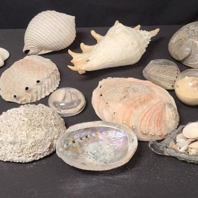 I See Sea Shells On The Sea Shore - Decorative Natural Nautical Elements 