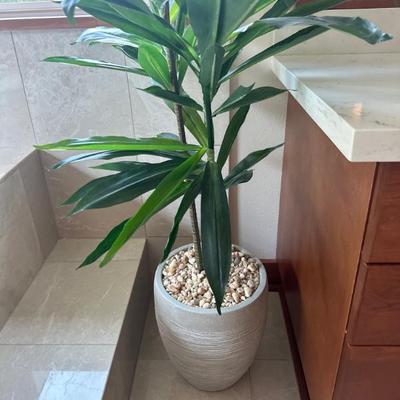 Plants