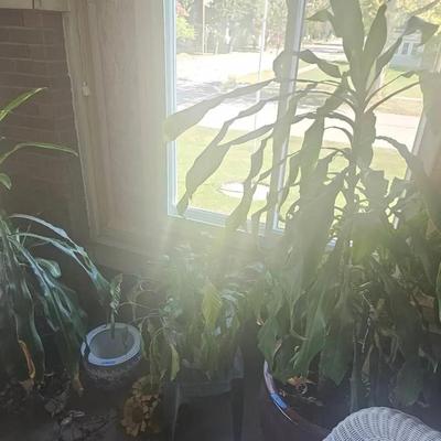 6’ Plant, Smaller Plant, Stand And Pot - 4 Total Pots Decor