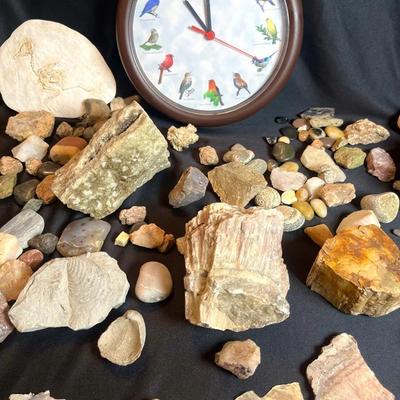 Fossils, Rock Collection & Bird Clock