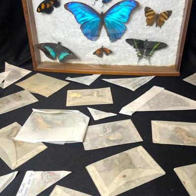 Ecuador Amazon Butterfly Collection In Display Case W/ Others