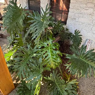 Large Tree Philodendron