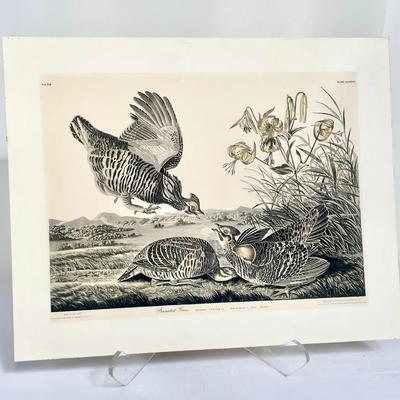 “Pinnated Grouse” RePrint 1937 By John James Audubon 