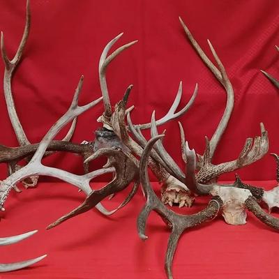 Varied Animal Antlers Galore! 