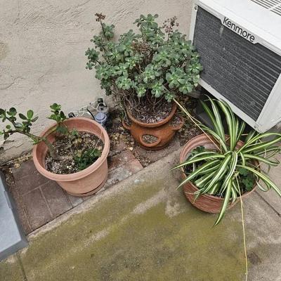 Succulent in Terracotta Planter, Jade Plant, & Spider Plant