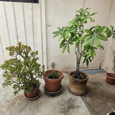 Large Money Tree & Jade Plants